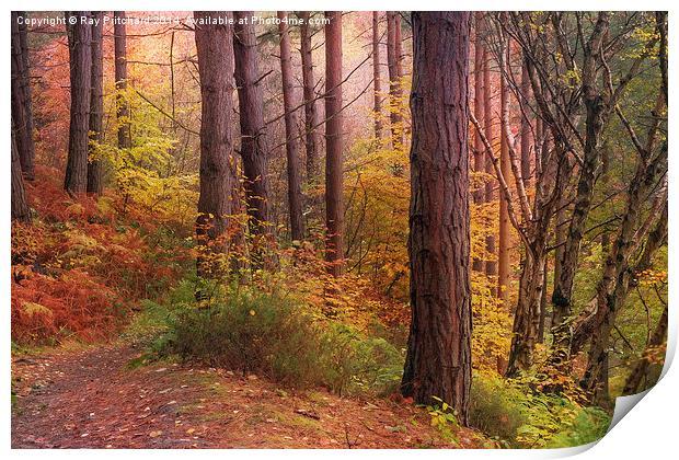 Autumn Trees Print by Ray Pritchard