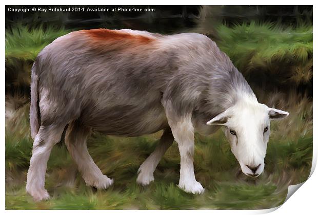 Herdwick Sheep Print by Ray Pritchard