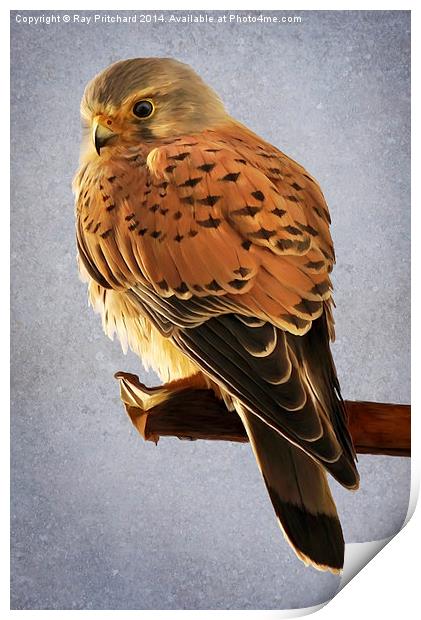 Kestrel Paint Over Print by Ray Pritchard