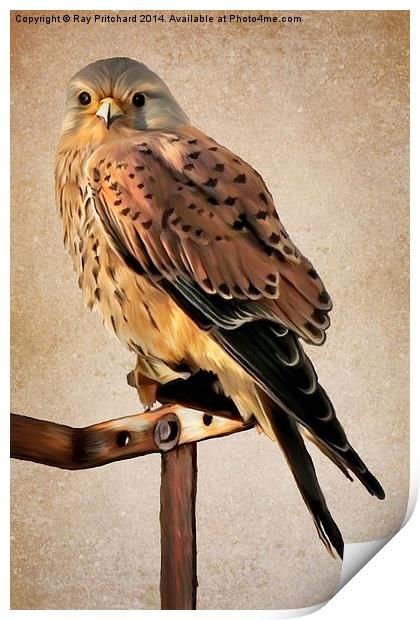 Kestrel Paint Over II Print by Ray Pritchard