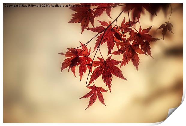 Autumn Leaves Print by Ray Pritchard
