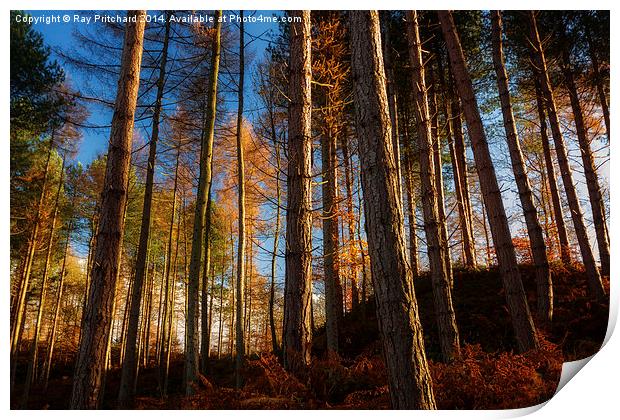  Autumn in Ousbrough Woods Print by Ray Pritchard