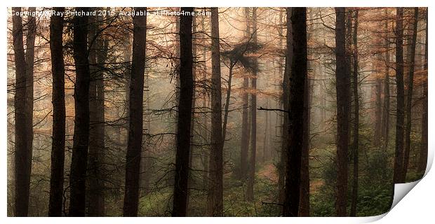  Beamish Woods  Print by Ray Pritchard