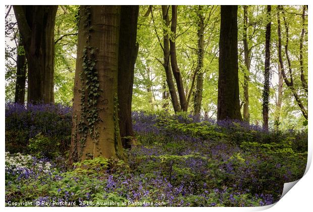 Bluebell Woods Print by Ray Pritchard