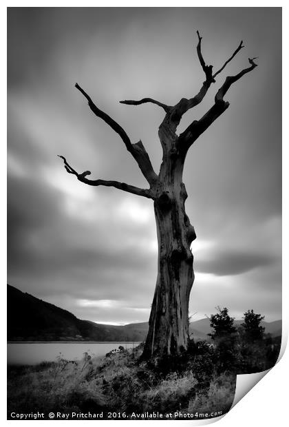 Dead Tree Print by Ray Pritchard