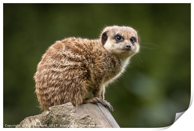 Meercat Print by Ray Pritchard
