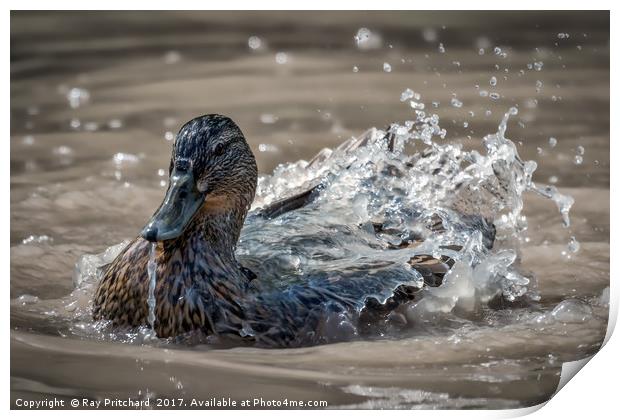 Water On A Ducks Back Print by Ray Pritchard
