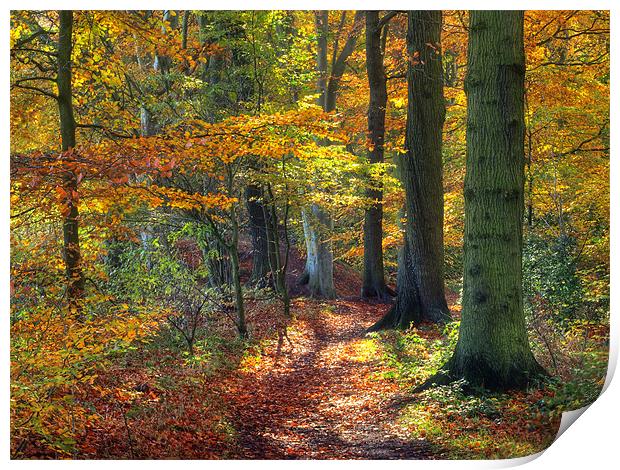 Autumn Woods Print by Ray Pritchard
