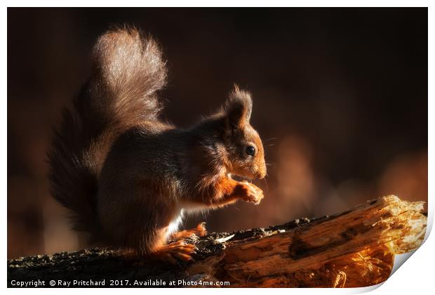 Red Squirrel Print by Ray Pritchard