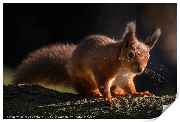 Red Squirrel at Derwent Reservoir  Print by Ray Pritchard