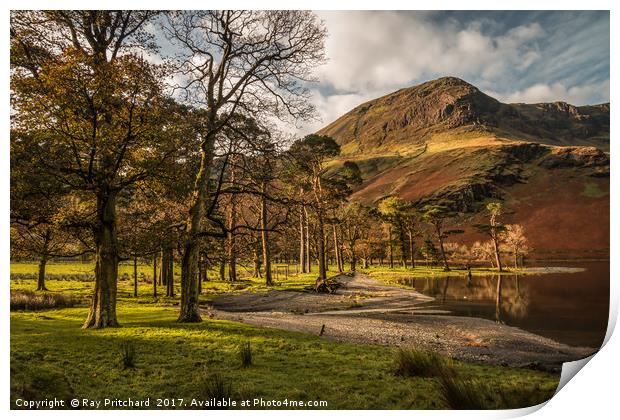 Buttermere Trees Print by Ray Pritchard