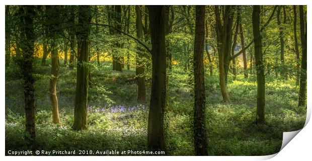 Sunlit Bluebells Print by Ray Pritchard