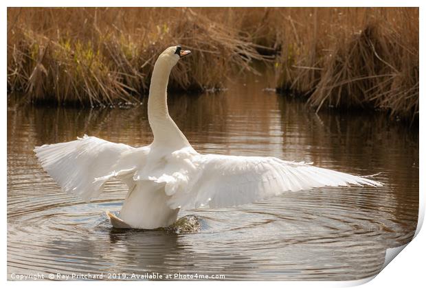 Graceful Swan Print by Ray Pritchard