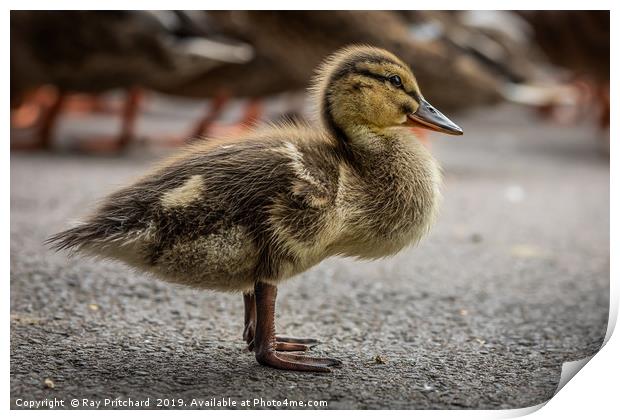 Little Duckling Print by Ray Pritchard