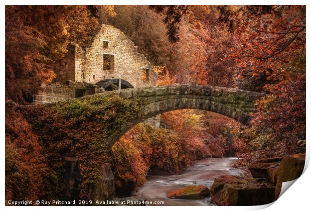 Jesmond Dene  Print by Ray Pritchard