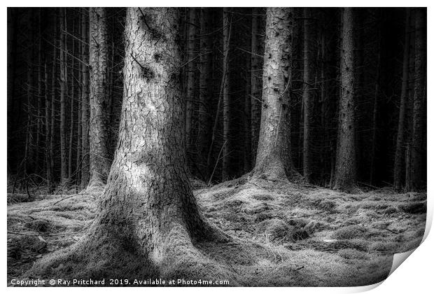 Dark Woods  Print by Ray Pritchard