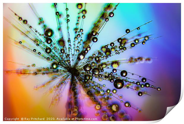 Dandelion Seed With Water Drops  Print by Ray Pritchard