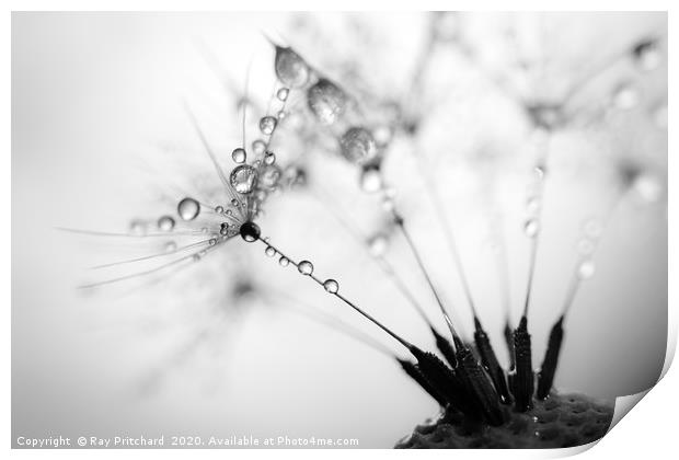 Dandelion Seeds and Water Drops Print by Ray Pritchard