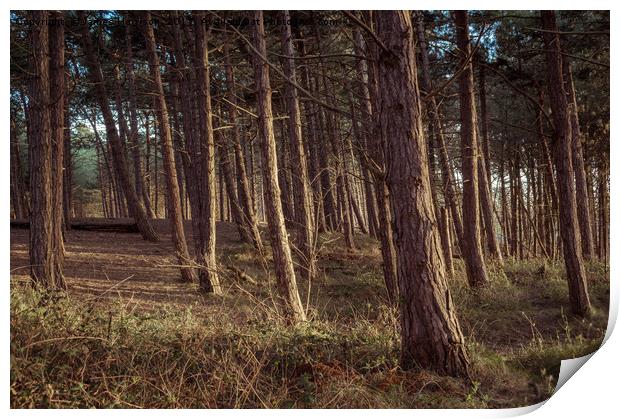Formby Pinewoods  Print by James Harrison