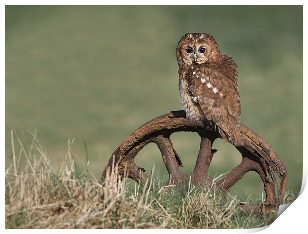  Tawny Owl On Rusty Wheel Print by Mike Hudson