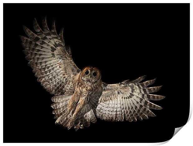  Incoming Tawny Owl Print by Mike Hudson