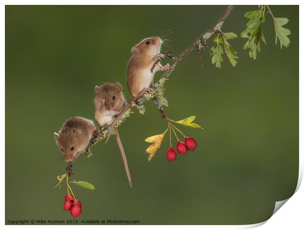 Harvest Mouse Trio Print by Mike Hudson