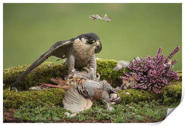 Peregrine Falcon with Prey Print by Mike Hudson