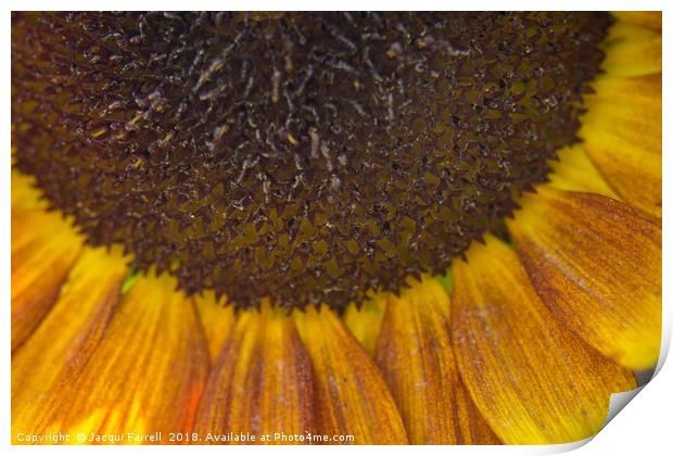 Summer Sunflower Print by Jacqui Farrell