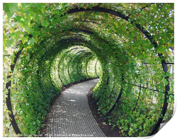 Tunnel of Ivy  Print by Jacqui Farrell