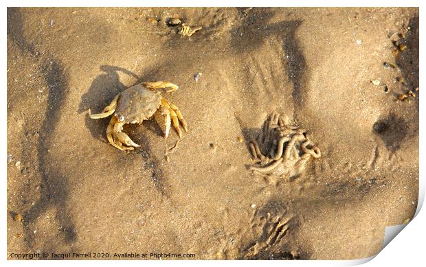 Crab camouflaged on a beach  Print by Jacqui Farrell