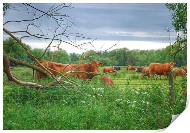 Coveney Cows Norfolk Print by Jacqui Farrell