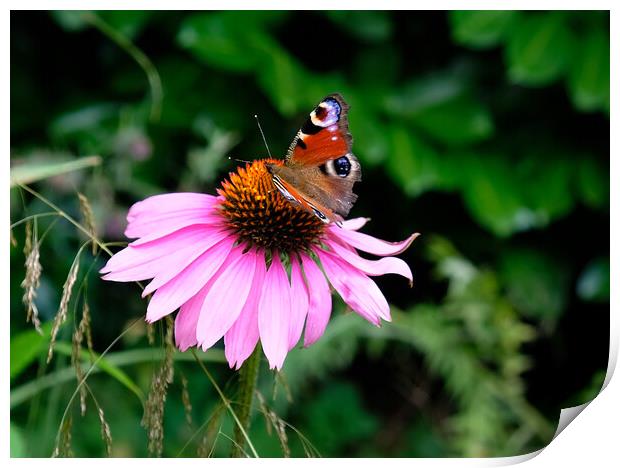 Echinacea Flower with Butterfly  Print by Jacqui Farrell