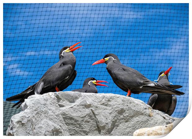 Inca Tern Gang  Print by Jacqui Farrell