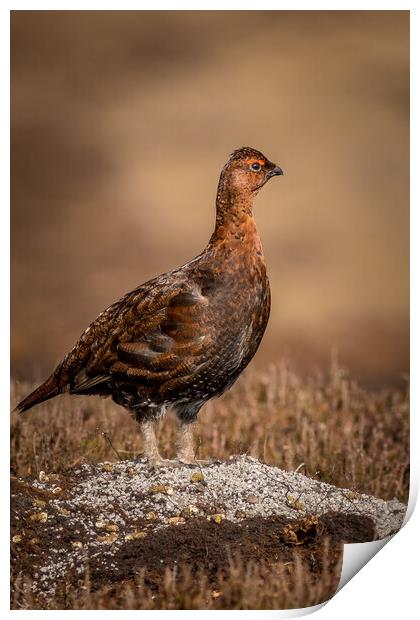 Red grouse (Lagopus lagopus) Print by chris smith