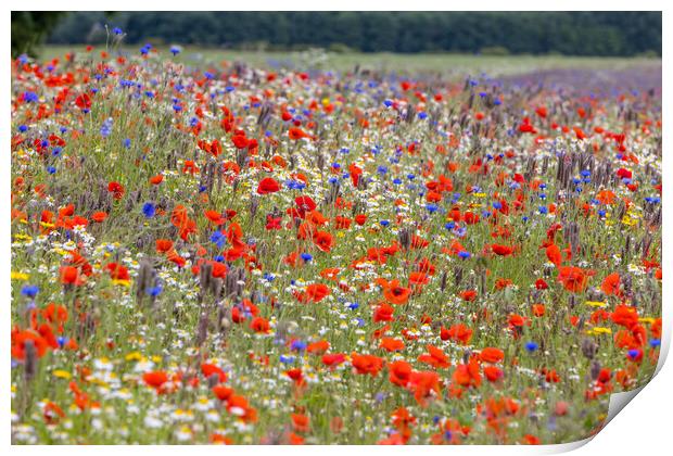 wildflower meadow Print by chris smith