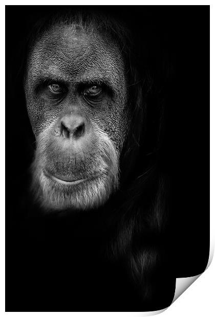 Orangutan Print by chris smith