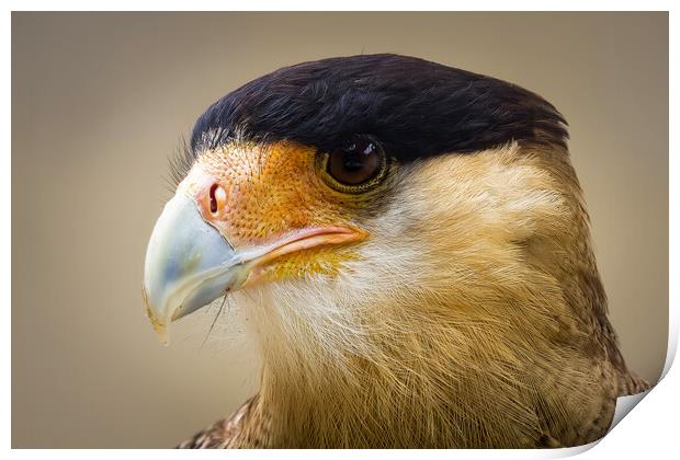 Crested Caracara Print by chris smith