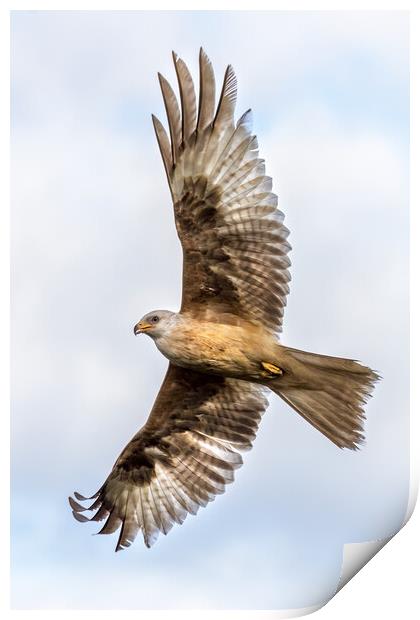 Rare white-coloured red kite Print by chris smith