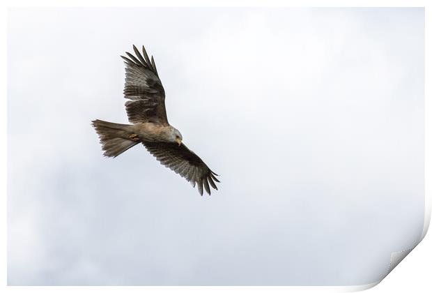 Rare white-coloured red kite  Print by chris smith