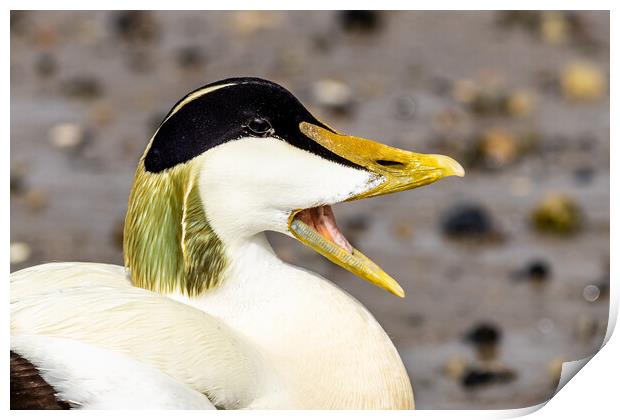 Eider (Somateria mollissima) Print by chris smith