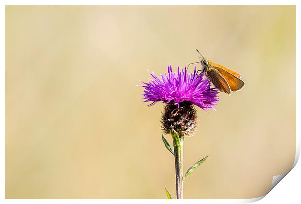 Small Skipper (Thymelicus sylvestris) Print by chris smith