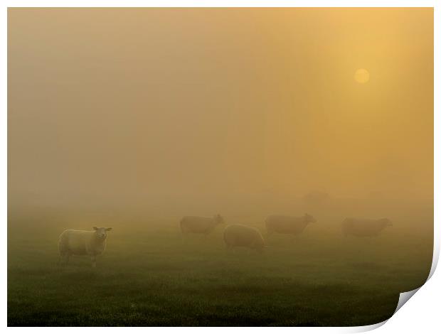 Sheep at sunrise Print by chris smith