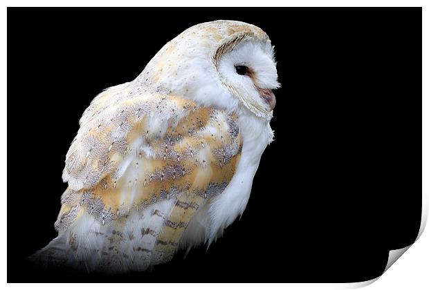 Barn owl (Tyto alba) Print by chris smith
