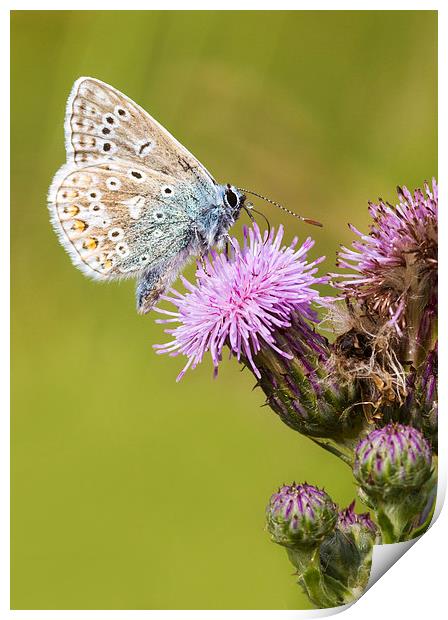 common blue, Butterfly Print by chris smith