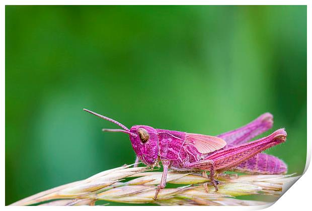 Pink Grasshopper Print by chris smith