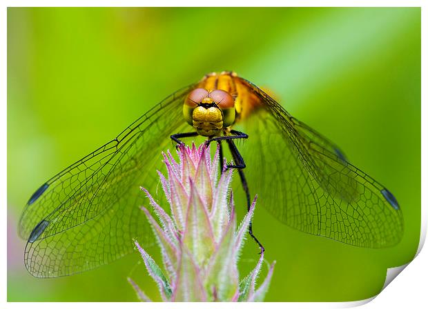 Dragonfly. Print by chris smith