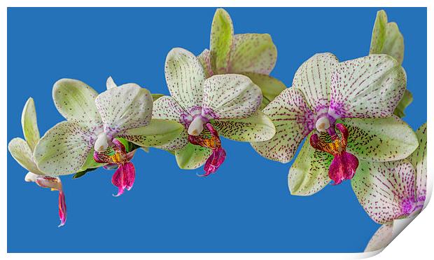 Orchid Print by chris smith