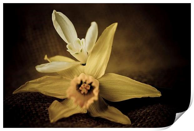  Vintage Daffodil and Snowdrop Print by chris smith