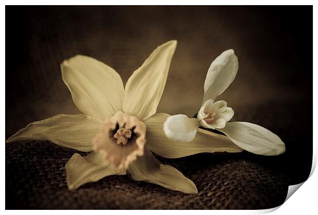  Vintage Daffodil and Snowdrop. Print by chris smith