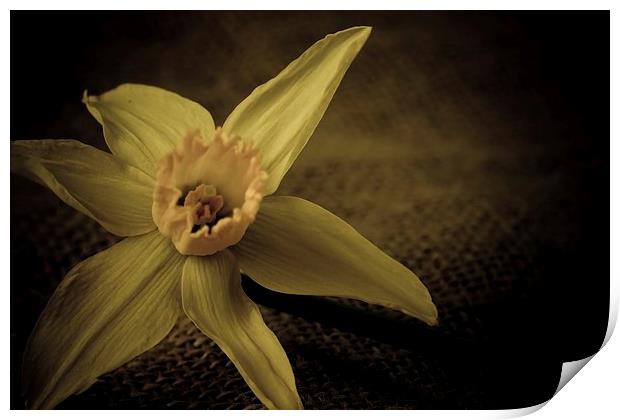  Vintage Daffodil. Print by chris smith